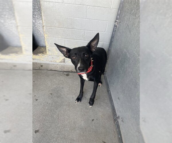 Medium Photo #1 Mutt Puppy For Sale in Stockton, CA, USA