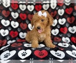 Small #4 Aussiedoodle Miniature 
