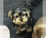 Small #1 Morkie