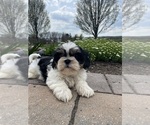 Small Shih Tzu