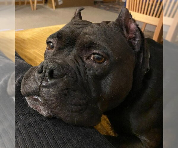 Medium Photo #16 Staffordshire Bull Terrier Puppy For Sale in Minneapolis, MN, USA