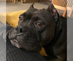 Small #15 Staffordshire Bull Terrier