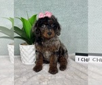 Small #4 Goldendoodle (Miniature)