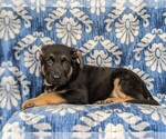 Small Photo #4 German Shepherd Dog Puppy For Sale in KIRKWOOD, PA, USA