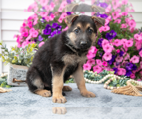Medium Photo #2 German Shepherd Dog Puppy For Sale in GRABILL, IN, USA