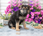Small #1 German Shepherd Dog