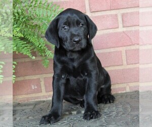 Labrador Retriever Puppy for sale in GORDONVILLE, PA, USA