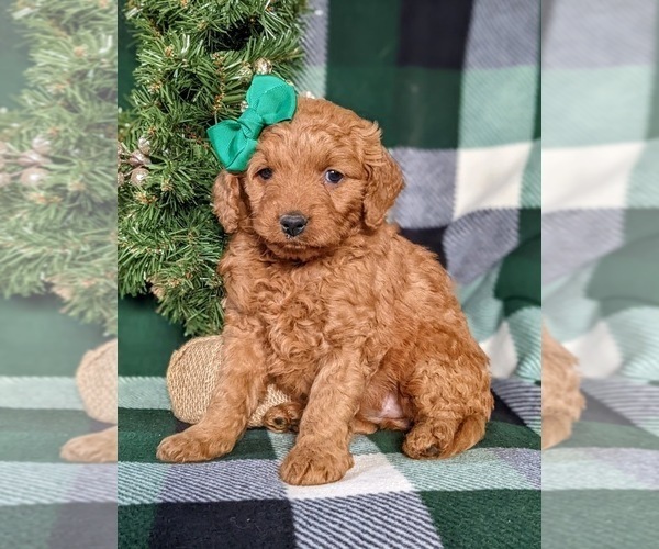 Medium Photo #3 Goldendoodle (Miniature) Puppy For Sale in CHRISTIANA, PA, USA