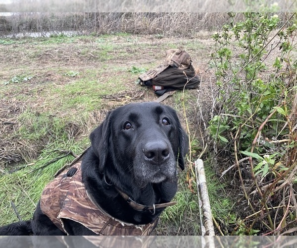 Medium Photo #25 Labrador Retriever Puppy For Sale in REDDING, CA, USA