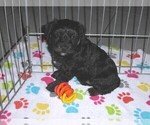 Small #7 YorkiePoo