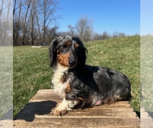 Mother of the Dachshund puppies born on 06/18/2025
