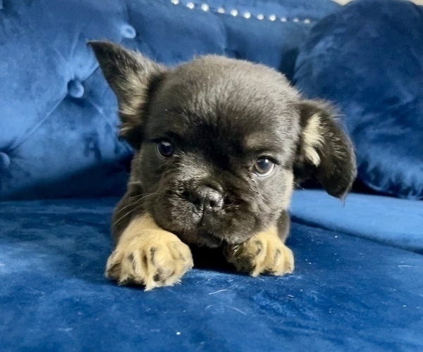 Medium Photo #4 French Bulldog Puppy For Sale in DETROIT, MI, USA