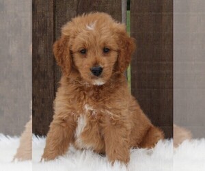 Goldendoodle (Miniature) Puppy for sale in FREDERICKSBURG, OH, USA