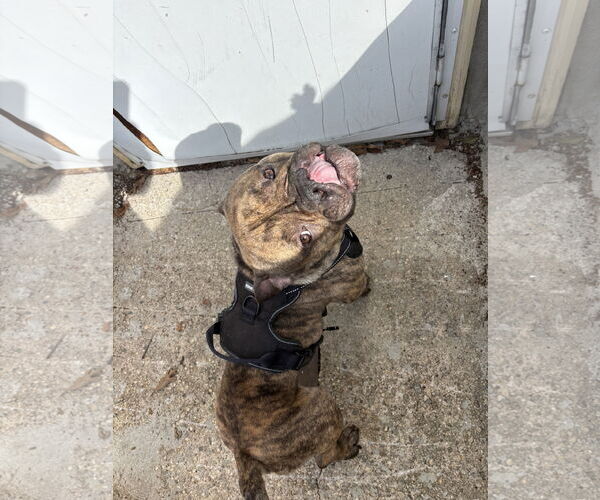 Medium Photo #8 Bulldog Puppy For Sale in Dumont, NJ, USA