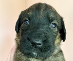 Puppy 4 Boxer-Poodle (Standard) Mix