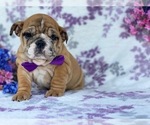Small Photo #4 English Bulldog Puppy For Sale in HONEY BROOK, PA, USA