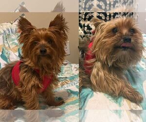 Mutt Dogs for adoption in Cookeville, TN, USA