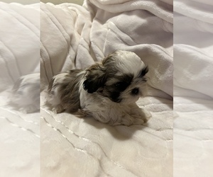 Shih Tzu Puppy for sale in STKN, CA, USA