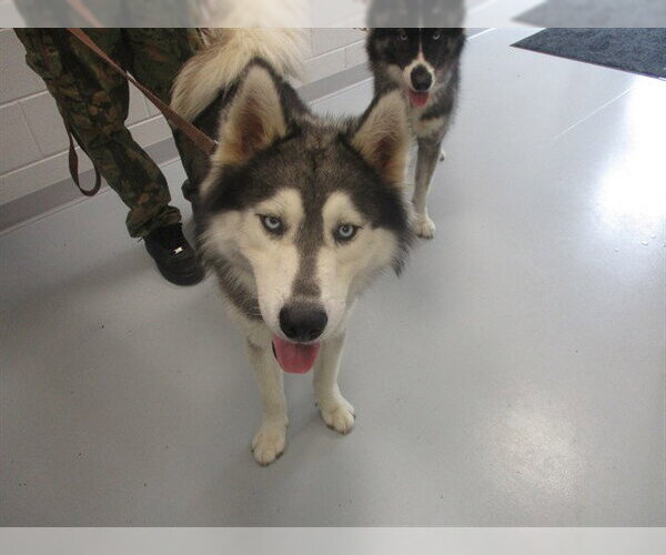 Medium Photo #1 Siberian Husky Puppy For Sale in Ocala, FL, USA