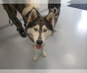 Siberian Husky Dogs for adoption in Ocala, FL, USA