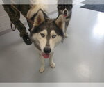 Small Siberian Husky