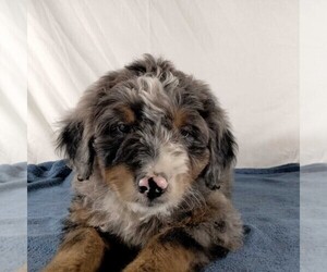 Bernedoodle Puppy for sale in FREDONIA, PA, USA