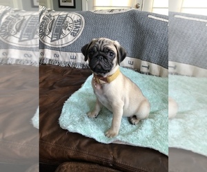 Pug Puppy for Sale in CLARKSVILLE, Tennessee USA