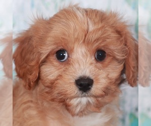 Cavapoo Puppy for sale in MOUNT VERNON, OH, USA