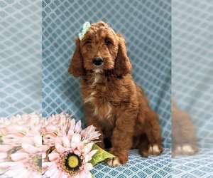Irish Setter-Poodle (Miniature) Mix Puppy for sale in BIRD IN HAND, PA, USA
