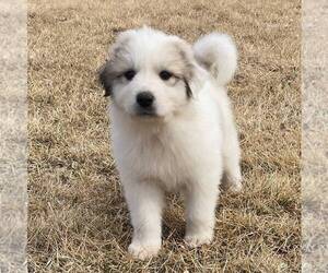 Great Pyrenees Puppy for sale in BRIGHTON, IA, USA