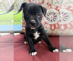Small Labrador Retriever Mix