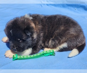 Akita Puppy for sale in GRANTS PASS, OR, USA