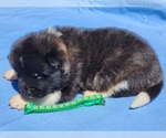 Small Akita