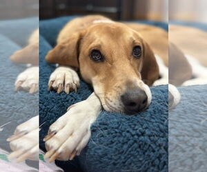 Mutt Dogs for adoption in Woodbury, NY, USA