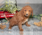 Small Photo #7 Poodle (Miniature) Puppy For Sale in WOLCOTTVILLE, IN, USA