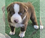 Small Photo #10 Australian Shepherd Puppy For Sale in NELSON, VA, USA