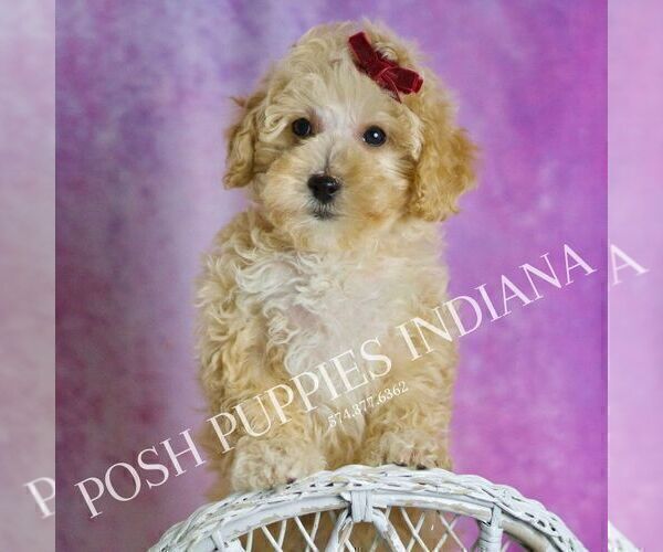 Medium Photo #1 Maltipoo (Toy) Puppy For Sale in WARSAW, IN, USA