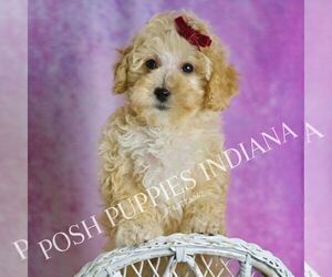 Medium Maltipoo (Toy)