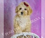 Puppy Minnie F1B Maltipoo (Toy)