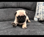 Puppy AKC Puglet Pug