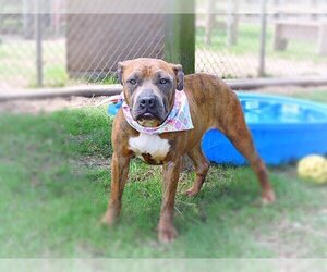 Hope - Female American Pit Bull Terrier-Unknown Mix Dog for Adoption - Photo #2