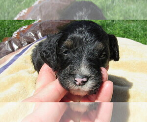 Bernedoodle Puppy for sale in BIG ROCK, IL, USA