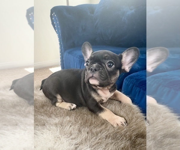 Medium Photo #10 French Bulldog Puppy For Sale in BEVERLY HILLS, CA, USA