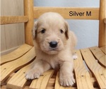 Small #4 Golden Retriever