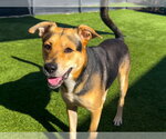 HUGO - Male German Shepherd Dog-Unknown Mix Dog for Adoption - Small photo