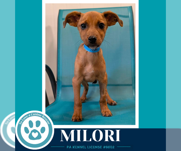 Medium Photo #1 Chiweenie Puppy For Sale in Kimberton, PA, USA