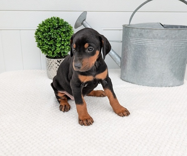 Medium Photo #18 Doberman Pinscher Puppy For Sale in GOSHEN, IN, USA