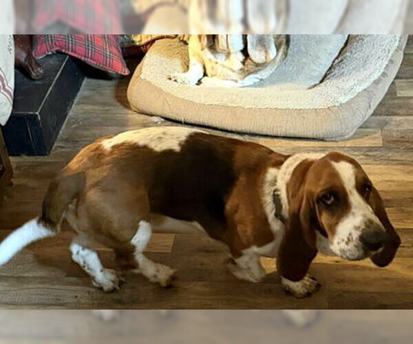 Medium Photo #2 Basset Hound Puppy For Sale in Deepwater, NJ, USA