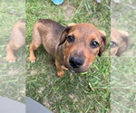 Small #1 Mutt
