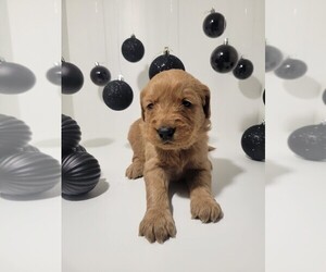 Golden Retriever Puppy for sale in GOODYEAR, AZ, USA